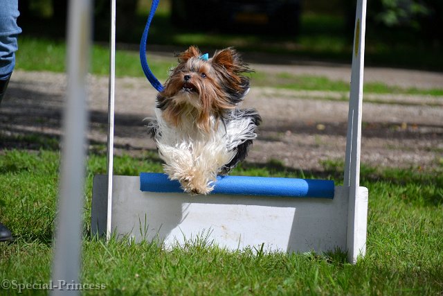Flyball workshop met Grant